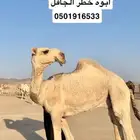 قعود حق على الجافل الشيباني