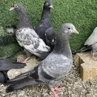 طبات هنديات مستويات