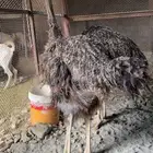 الافريقي العملاق