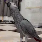 ببغاء كاسكو تم البيع الله يبارك للمشتري