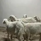 بهم حري للبيع