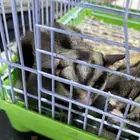 سنجاب طائر فحل