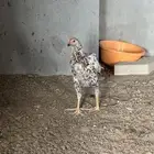 دجاج باكستاني سندي