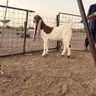 للبيع جفره هولنديه طيبه