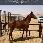 للبيع مهر شعبي