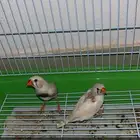 جوز زيبرا