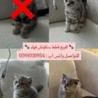 قطط سكوتش فولد للبيع