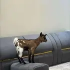 تيس قزمي