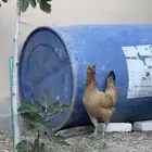 دجاج للبيع