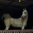 حصان عربي اصيل