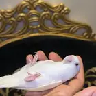 اليف وهدد نشبه على راس والكتف