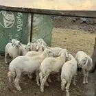 خرفان جبره