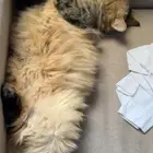 ام للتبني ومعاها عيالها