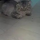 قطه