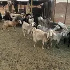 ماعز للبيع