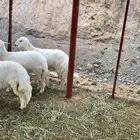 رخال اعياد فل شحم( تم البيع )