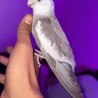 كروان عمره سنه ونص اليف وعنده تشكيل وبوسه