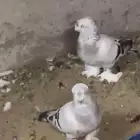 حمام تركي