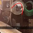 حمام لبيع
