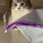 قط للبيع ب 500