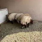 خروفين ورخلتين