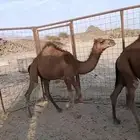 بكره حمرا