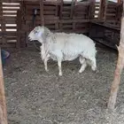 فحل حري مشروط بداية سديس