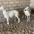 للبيع غنم وحده دفع على السونار والثانيه مااعلم عنه