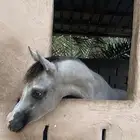 مهر شعبي شيخ