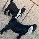 تيوس للبيع