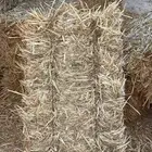 علف تبن شعير ( تم البيع )