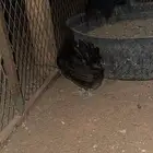 دجاج حبحب طقمين كل طقم مكون من دجاجتين وديك