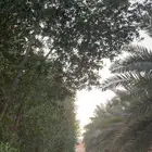 تمر سري واخلاص وادي واخلاص حساء كميات