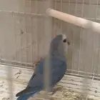 روز انتاج