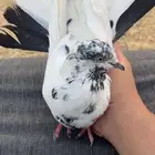 حمام قطايف نمش