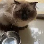 قط همالايا للتبني