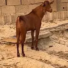 فحول وشح
