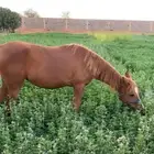 مهره عربيه اصيله