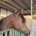 مطلوب حصان او فرس واهو او شعبي