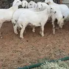 6 طليان حريه جبره