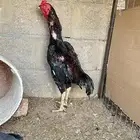 شامو الماني