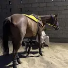 فرس شعبيه كفو