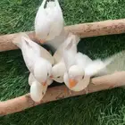 فروخ روز البينو فرخ ( تم البيع )