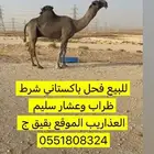 باكستاني شرط ضراب وعشار وهداوه