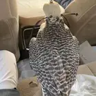 جير شااهين العمر 5 علوم الطير كراون حباره