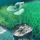 شتلات طماطم وفلفل وباذنجان بريال 1