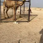 خلفه ثنيه معها بكره