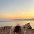 حصان شعبي للبيع