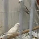 روز