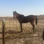 خيل